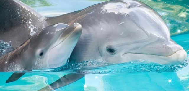  avistamiento de delfines 