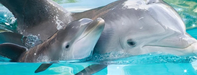  delfines 