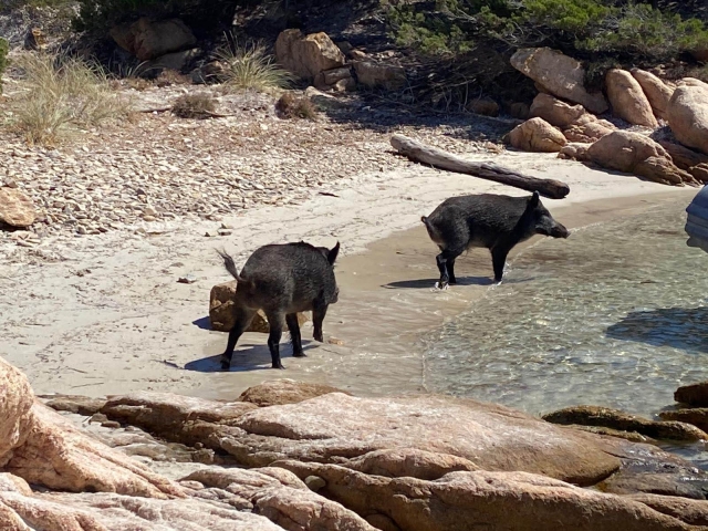  jabalíes en la playa de La Maddalena 