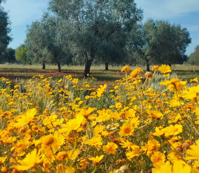  campo de margaritas 