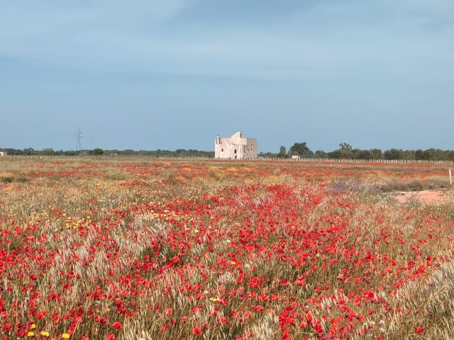  campo de amapolas 
