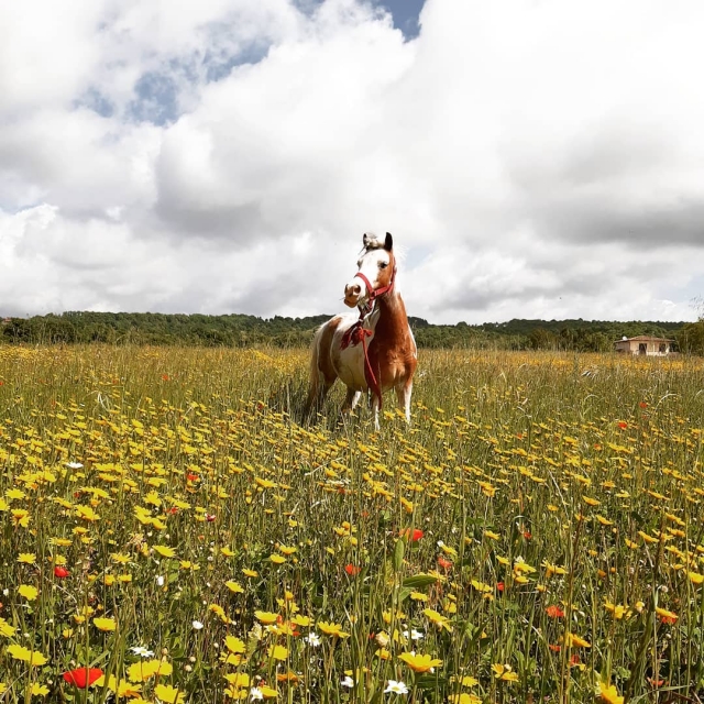  Uno de los caballos del centro ecuestre 