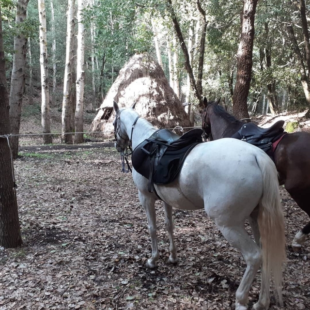  Nuestros caballos 