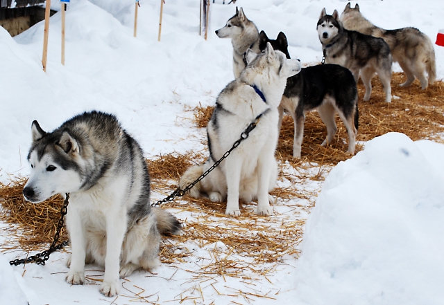 Perros 