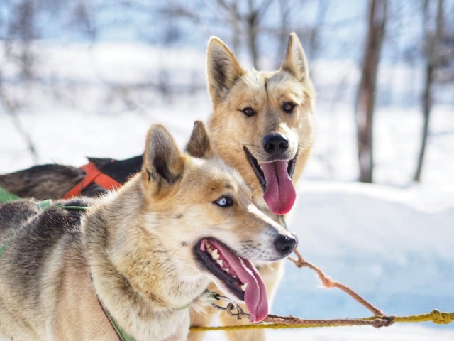  perros Alaskan Husky Cuneo 