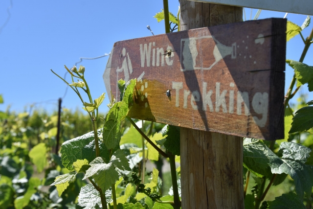  Tours para descubrir nuestros viñedos