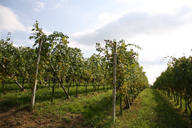  Viñedos de Cantine di Fontechiara 