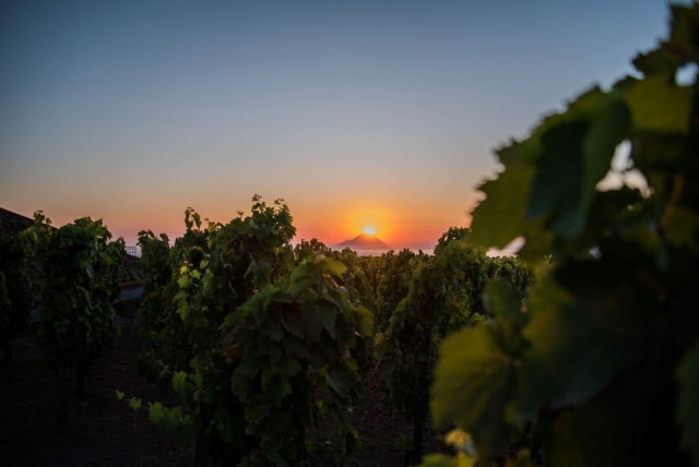  degustación de nuestros vinos al atardecer 