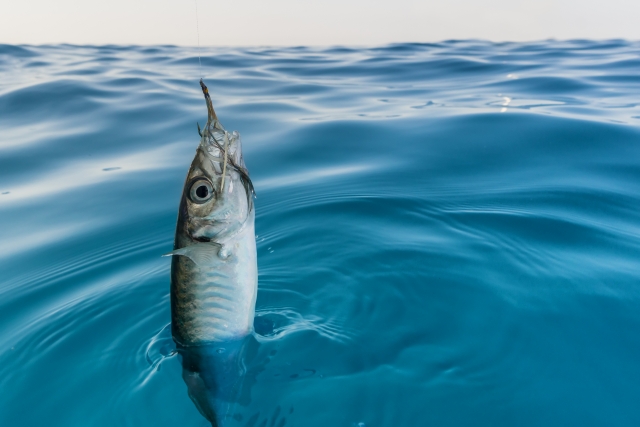  Pesca 
