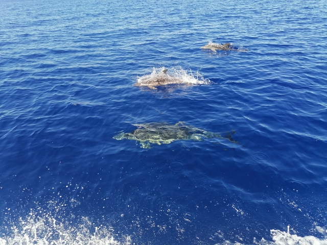  Excursiones en barco Palermo 