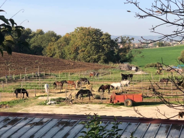  en el medio de la naturaleza romana 