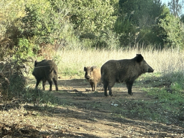  Jabalíes en el verdor 