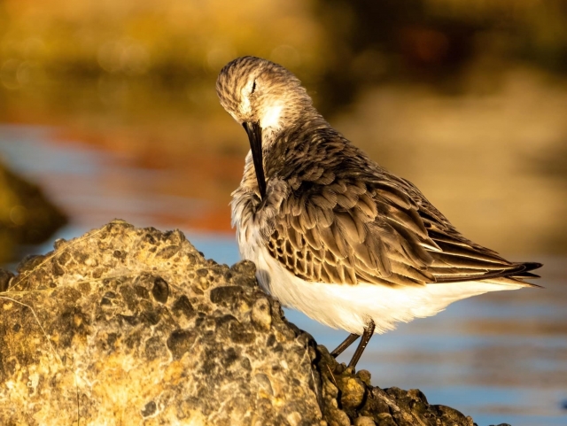  Fauna del Oasis de Orbetello 