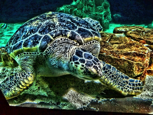  Los colores de la tortuga marina 
