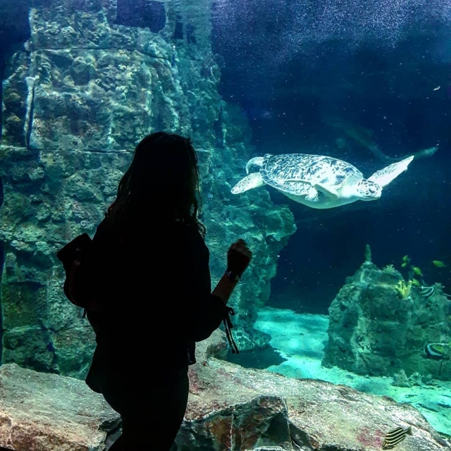  Cara a cara con una tortuga marina 