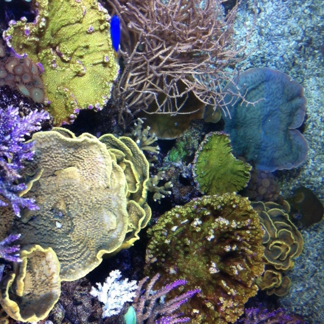  La vegetación de los mares 