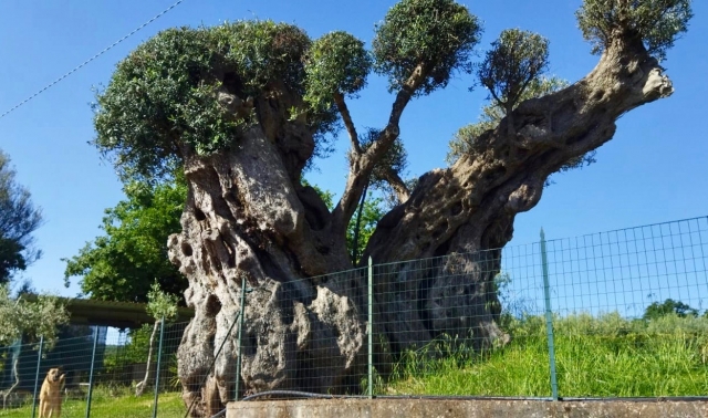  Árboles centenarios 