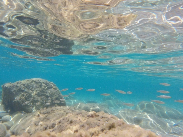  Fauna de los fondos marinos sardos 