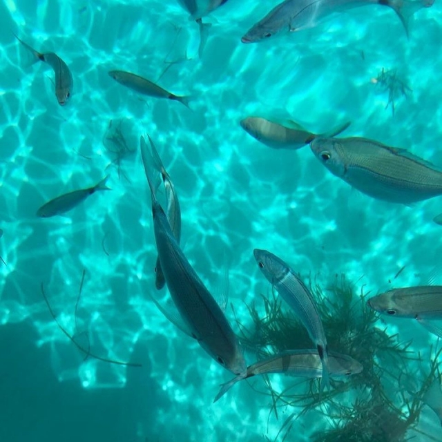  Fauna marítima de las Islas Egadas 