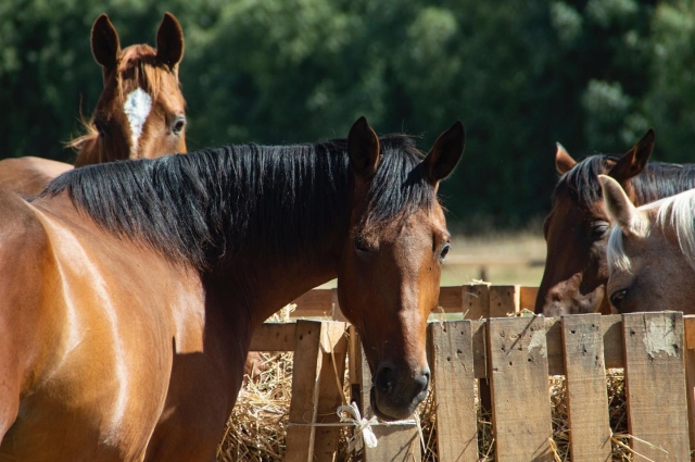  Caballos de Oristano 