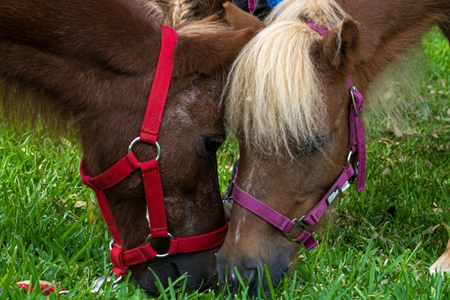  Nuestros ponis 