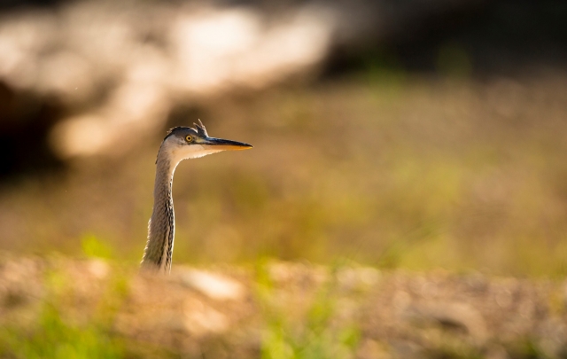  La fauna del parque 