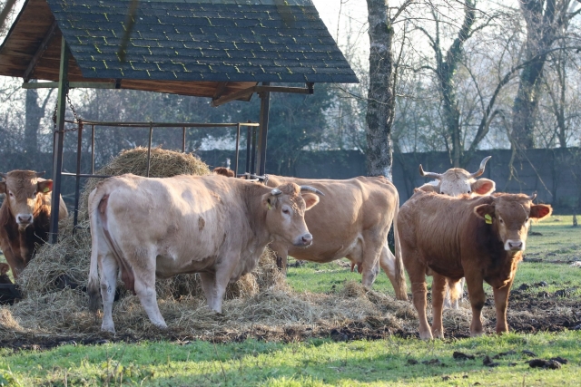 Las reses del parque 