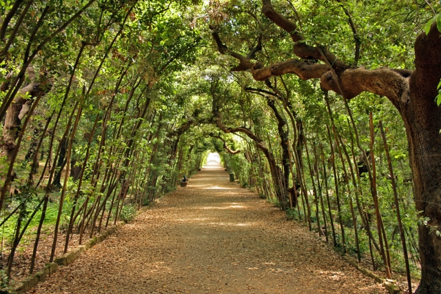  Corredor de árboles 