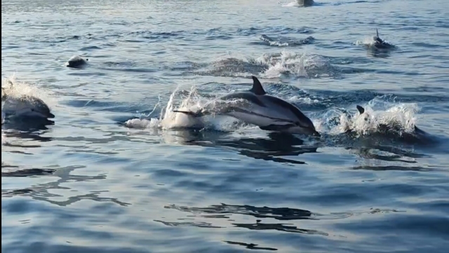  Delfines en el mar Jónico 