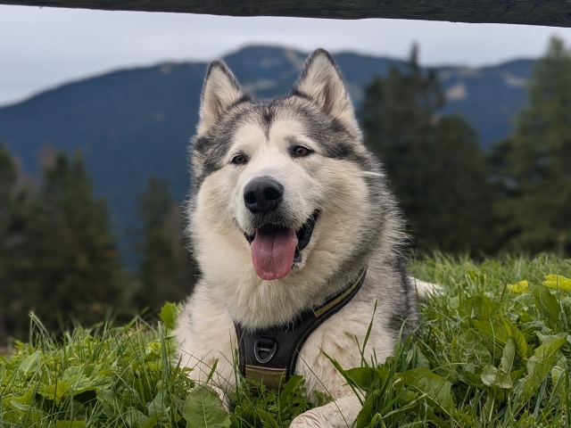  descubre la belleza del parque natural Adamello Brenta con el Husky Husky