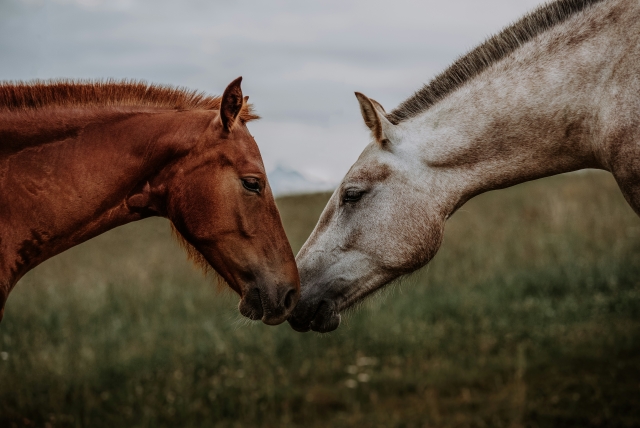  Armonía entre caballos 