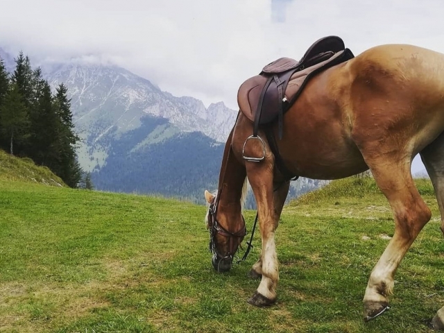 Uno de nuestros ejemplares
