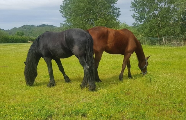 Dos de nuestros caballos