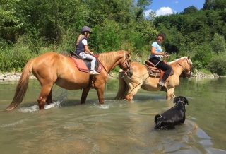 Scirer's Ranch Horses