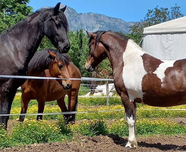 Nuestros ejemplares   Nuestros ejemplares