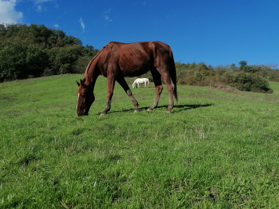 Uno de nuestros corceles   Uno de nuestros corceles