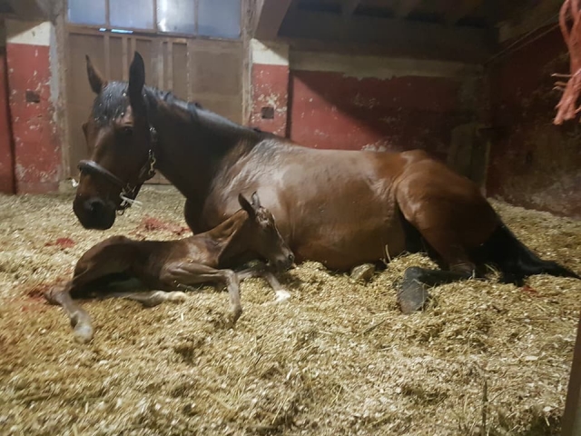  Uno de nuestros caballos 