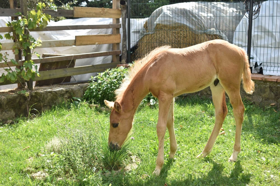 Nuestro pequeño potro 