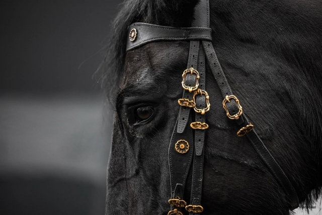  Nuestros caballos