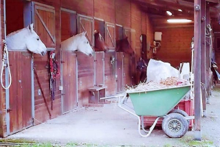  Los boxes de madera para caballos 