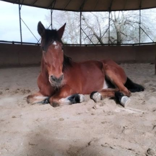  Un caballo ensillado descansar en las caballerizas 