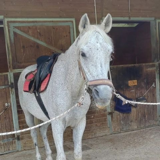  Un caballo gris ensillado 