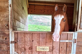  Un caballo en su box 