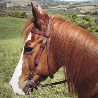  Un caballo castaño con las colinas al fondo 