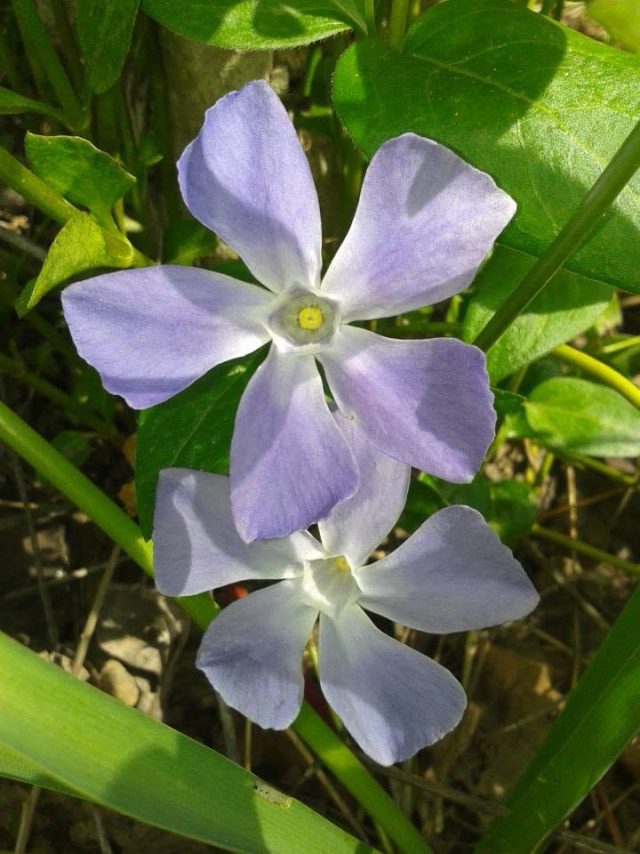  Una flor de vinca en el jardín 