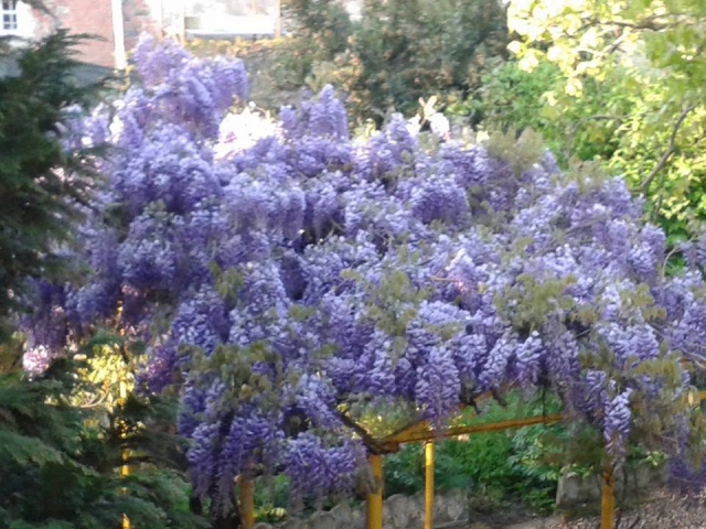  La glicina en flor en el jardín 