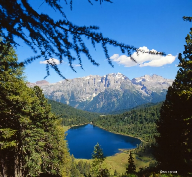 El bosque y las montañas