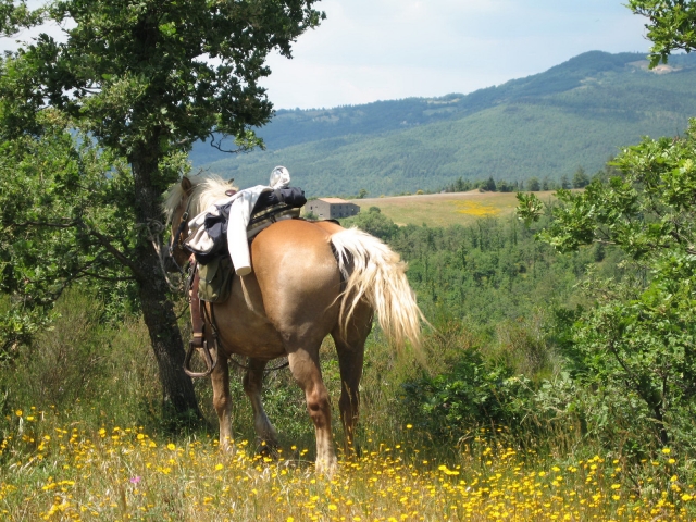 regreso a caballo 