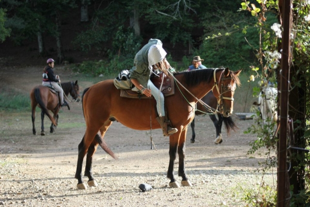  A caballo en el bosque 