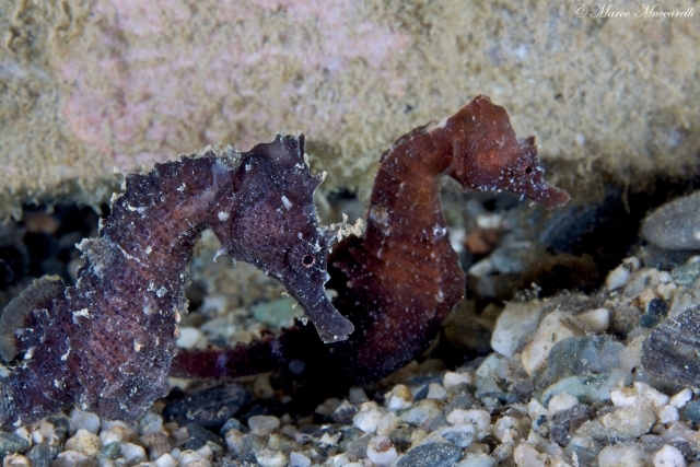  Caballitos de mar 